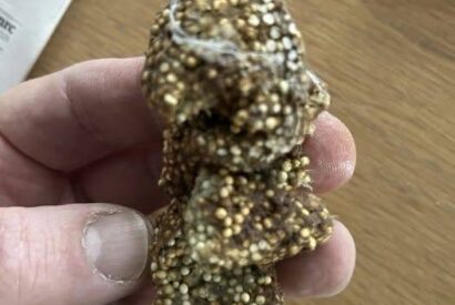 Thumbnail for Found this sticky gunk under a shelf inside my house. What is this?