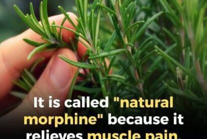 Thumbnail for Rosemary: Can This “Natural Morphine” Really Relieve Pain?